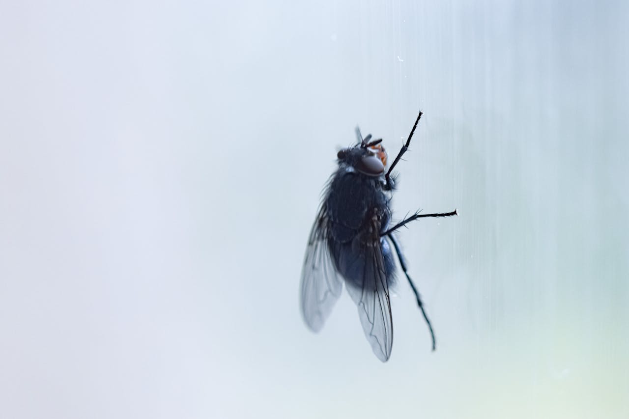 Nid de mouche