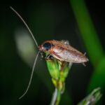 Insecte qui ressemble au cafard