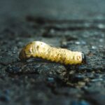 Asticot dans la maison