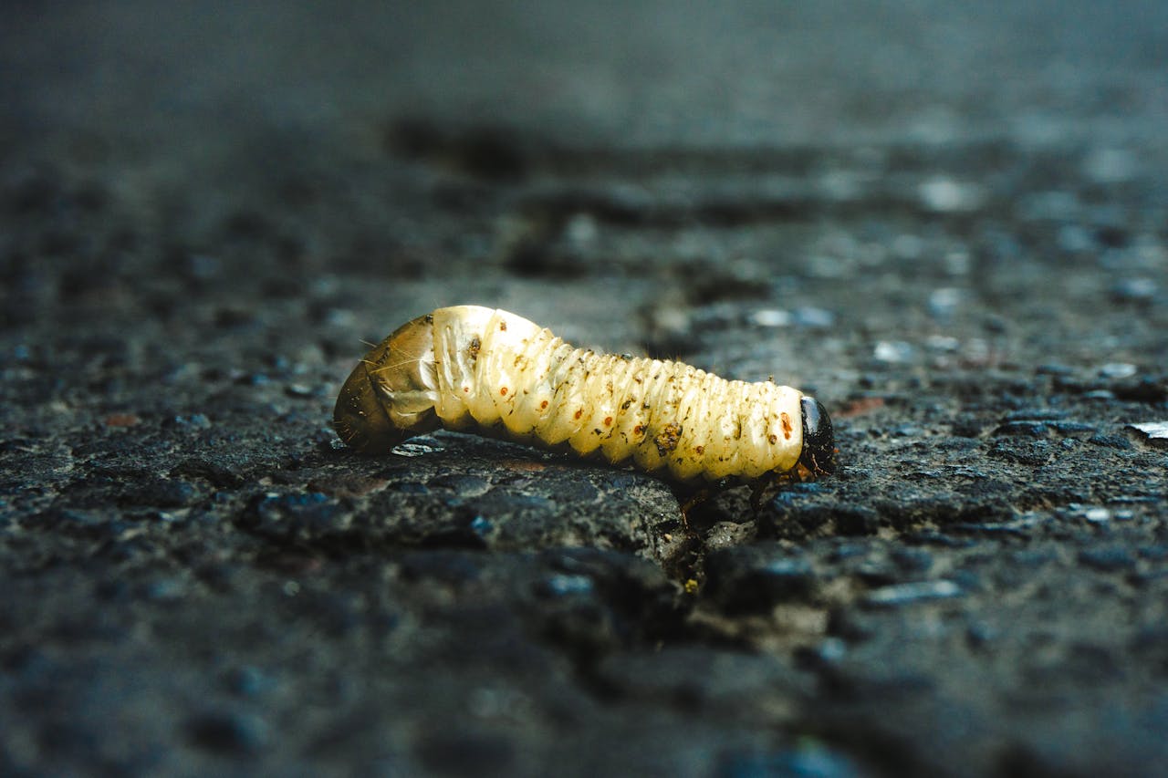 Asticot dans la maison