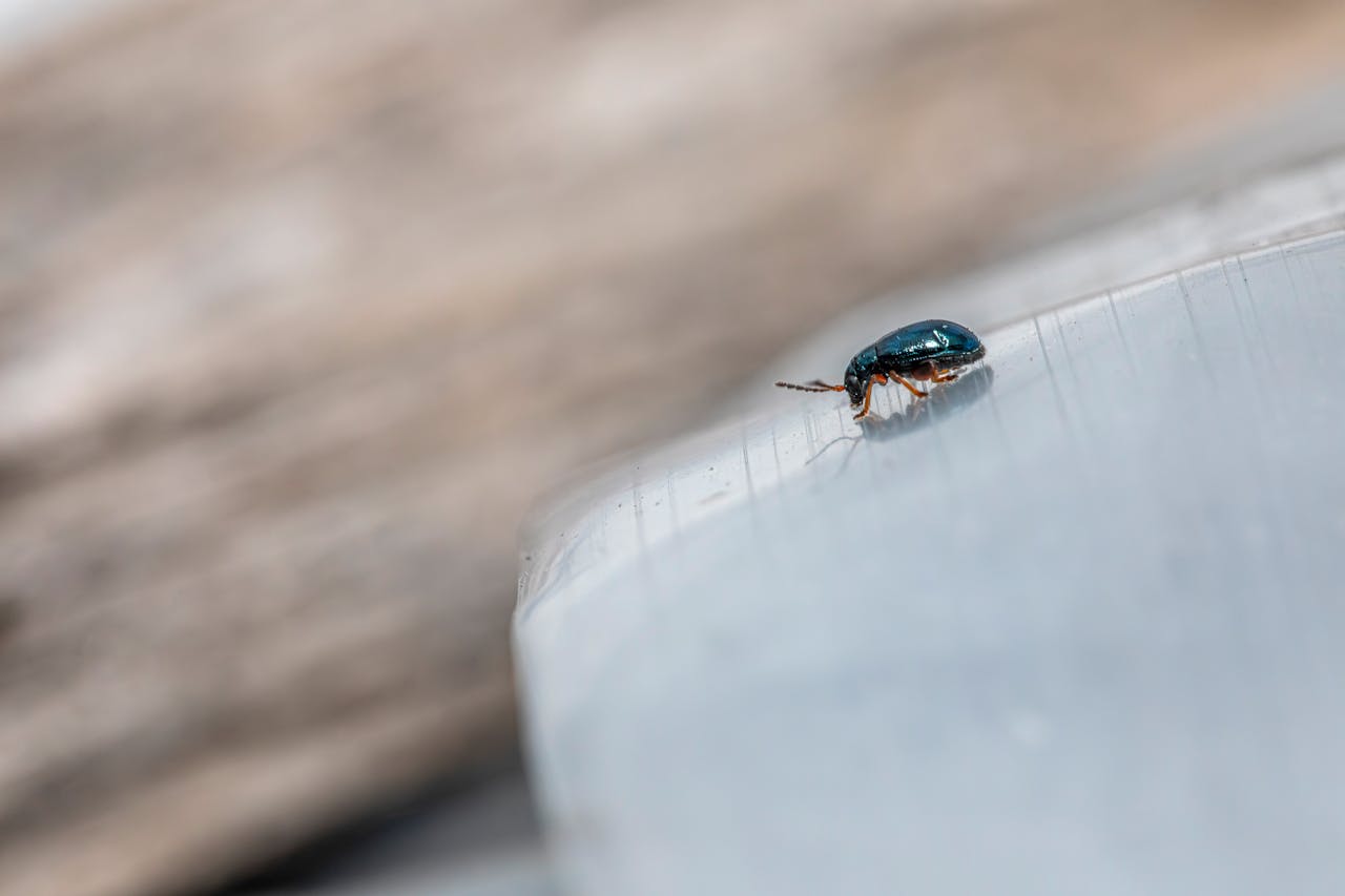 Petites bêtes noires