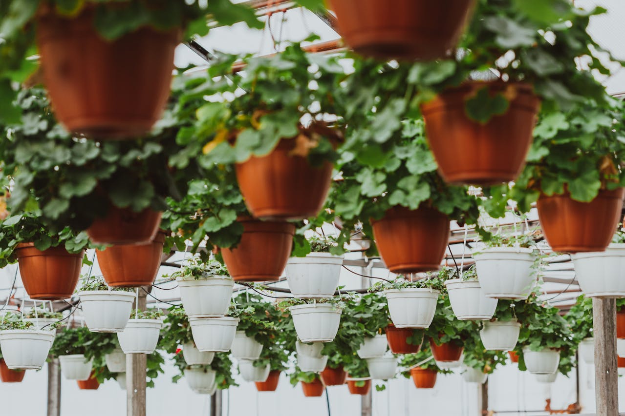 Suspendre une plante