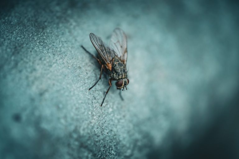Nid de mouche